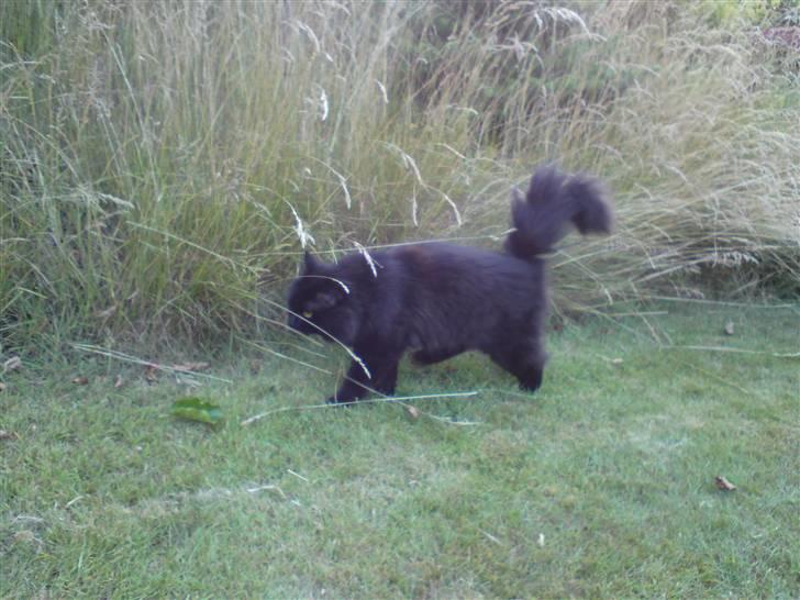 Blanding af racer Pelle *Død* billede 11