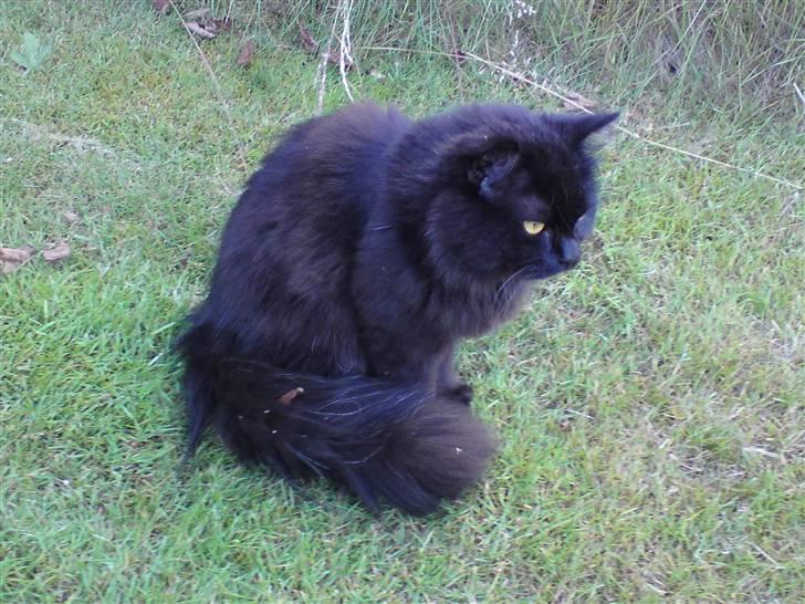 Blanding af racer Pelle *Død* billede 12