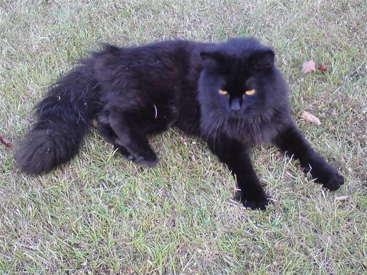 Blanding af racer Pelle *Død* billede 13