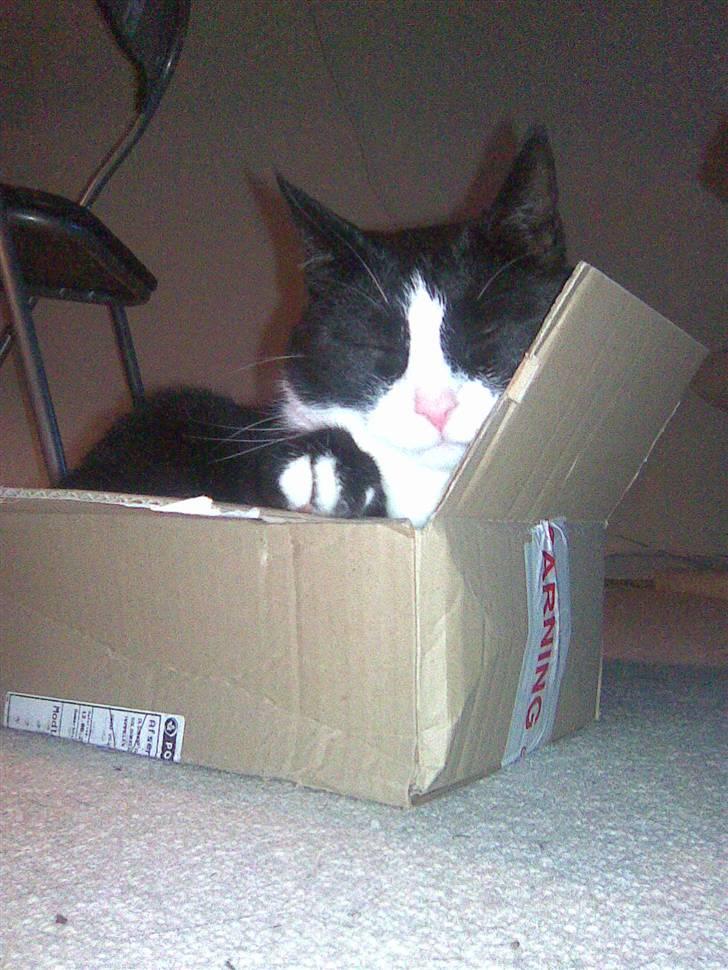 Huskat Mini - en af mine elskede papkasser :) billede 1