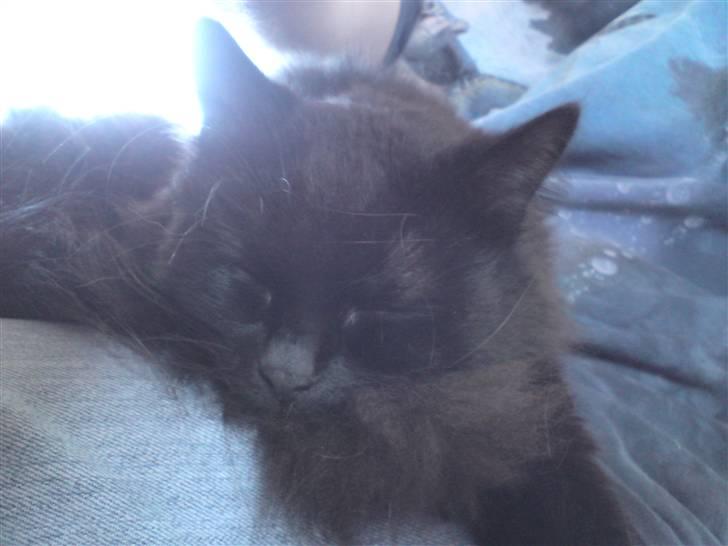 Blanding af racer Pelle *Død* billede 14