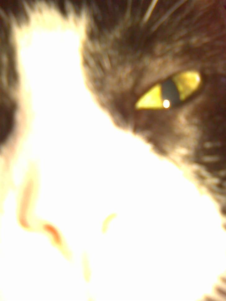 Huskat Mini - er det noget jeg kan spise mor?? :D billede 3