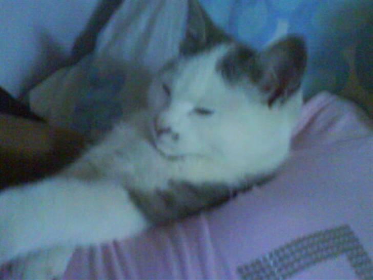 Blanding af racer Snefnug - <3 billede 2