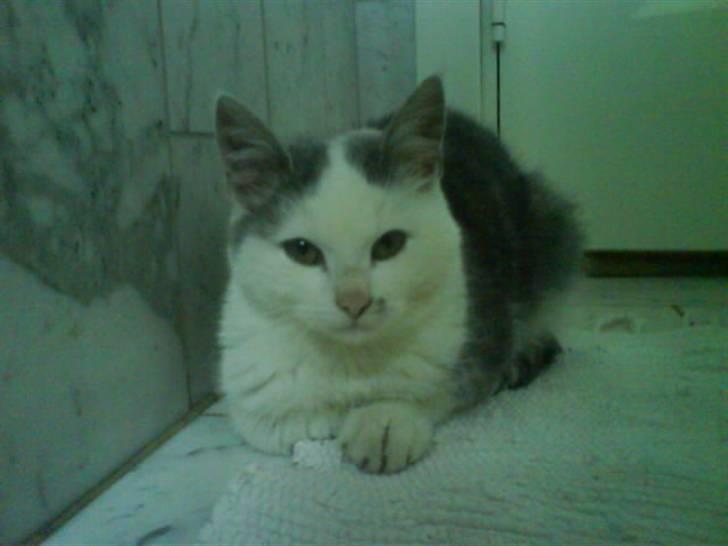 Blanding af racer Snefnug - Ligger og slapper af ude på badeværlset<3 billede 4