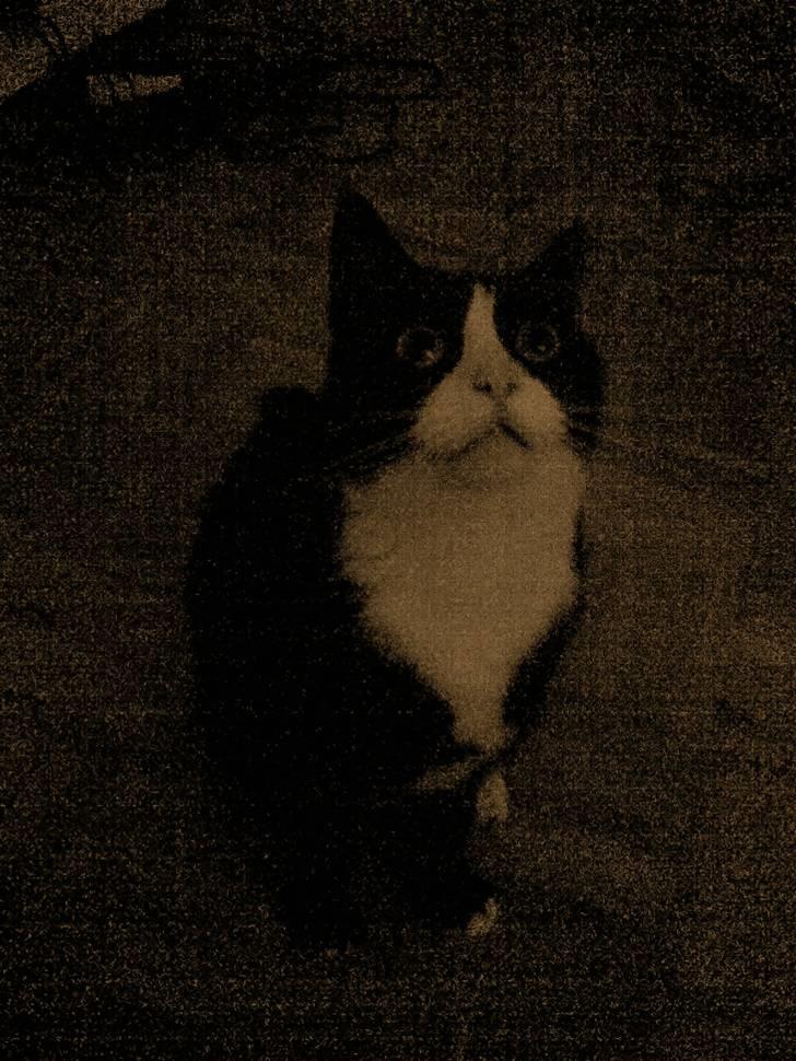 Huskat Mini - Jeg sidder fint nu... hvor er min godbid? billede 4