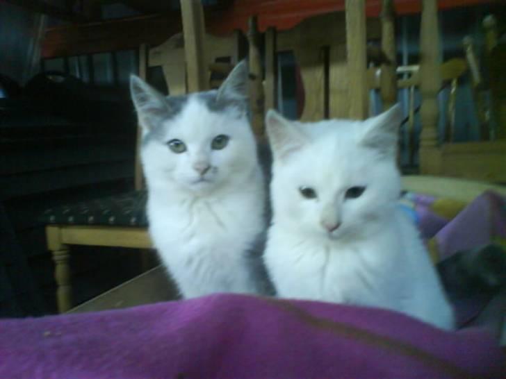 Blanding af racer Snefnug - Snefnug & Snebold    DE 2 legesyge Katte <3 billede 5