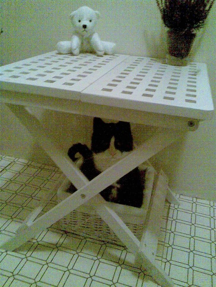 Huskat Mini - Det er ikke en papkasse, men hygger mig alligevel... billede 5