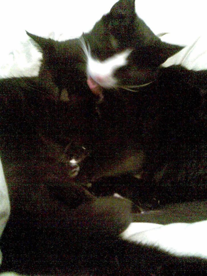 Huskat Mini - Kvalitetstid med lillebror Malou :) billede 6