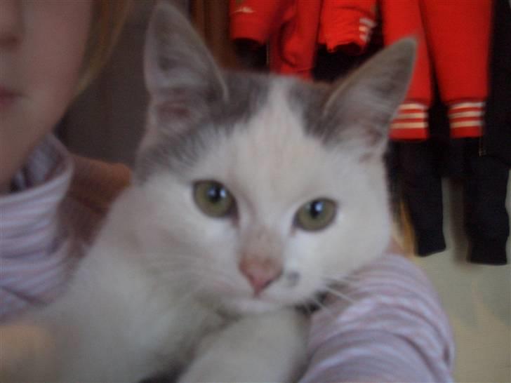 Blanding af racer Snefnug - Lille skat<3 billede 6