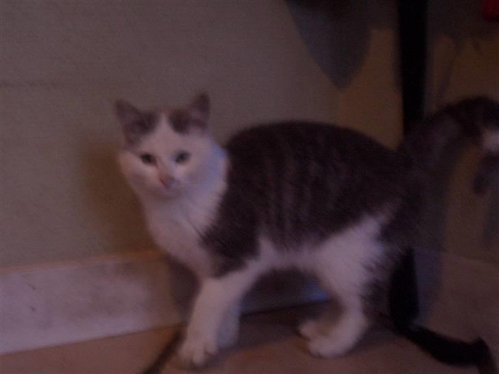 Blanding af racer Snefnug - HAn klør sig lige op ad væggen !<3 billede 8