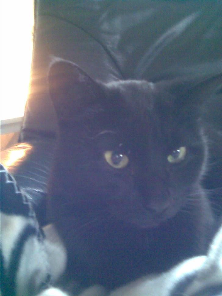 Huskat Malou billede 1