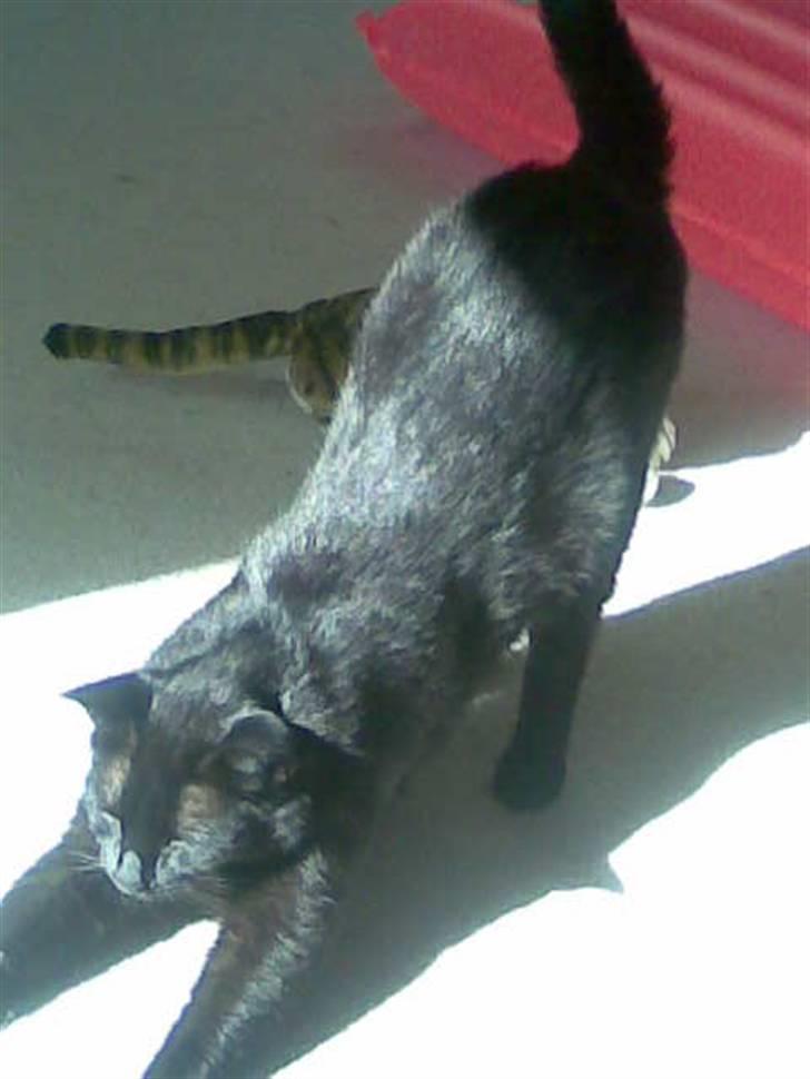 Huskat Malou - aaarh dejligt med sol :) billede 2