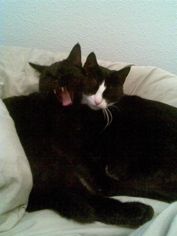 Huskat Malou - gaab! søster Mini og jeg hygger i mors dyne :) billede 3