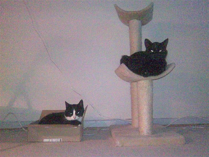 Huskat Malou - Jeg ligger altid i den højeste køje :) billede 5