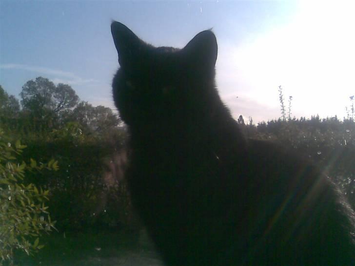 Huskat Malou - Det er så spændende at se hvad de har gang i udenfor :) billede 6