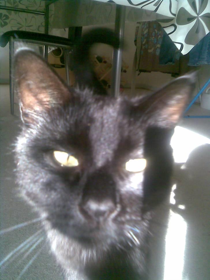 Huskat Malou - Arh, det er lige stridt nok med den sol... billede 7