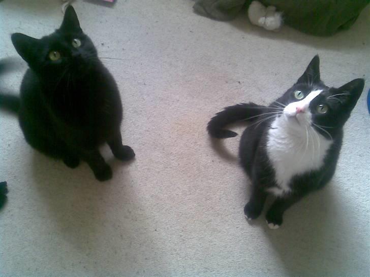 Huskat Malou - vi er bare SÅ dygtige! Det sy´s mor også :) billede 8