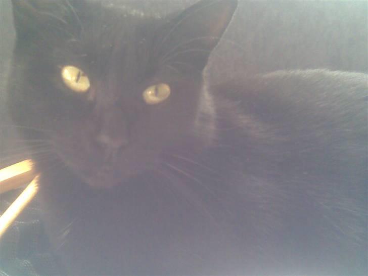 Huskat Malou - Ta´r lige en slapper på fars skjorte :D billede 9