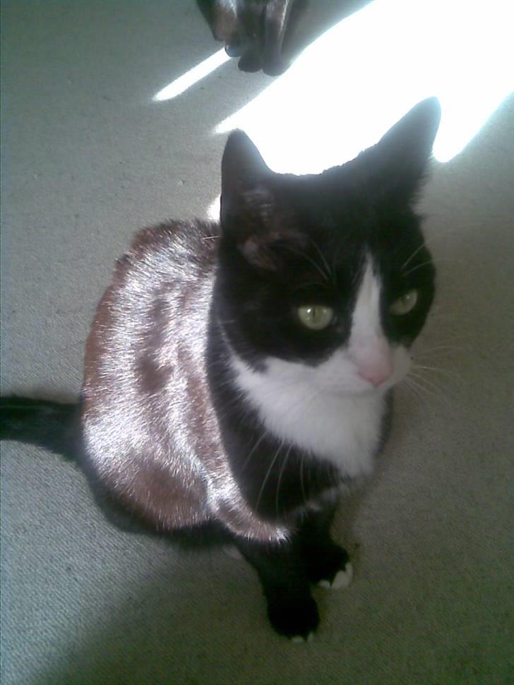 Huskat Mini - hmm... hvad skal jeg finde på...? billede 7