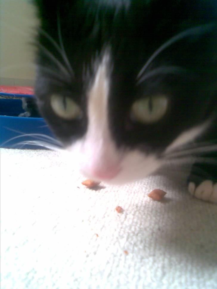 Huskat Mini - Hallo! Det er mine godbidder! billede 8