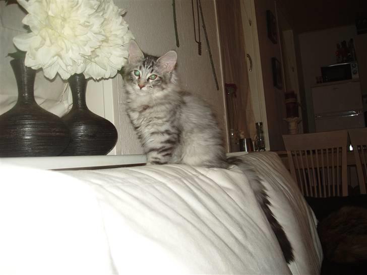 Maine Coon Silver Calypso billede 1