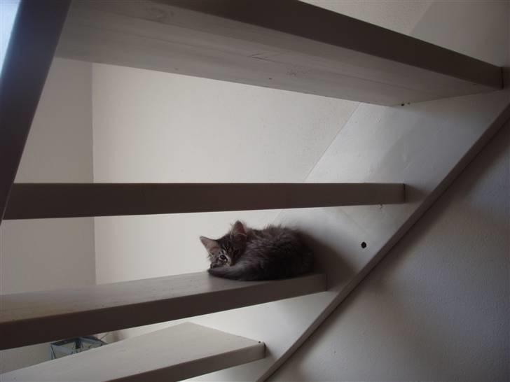 Maine Coon Silver Calypso billede 2