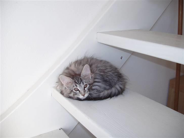 Maine Coon Silver Calypso billede 3