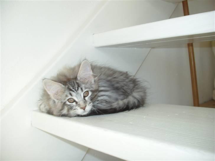 Maine Coon Silver Calypso billede 4