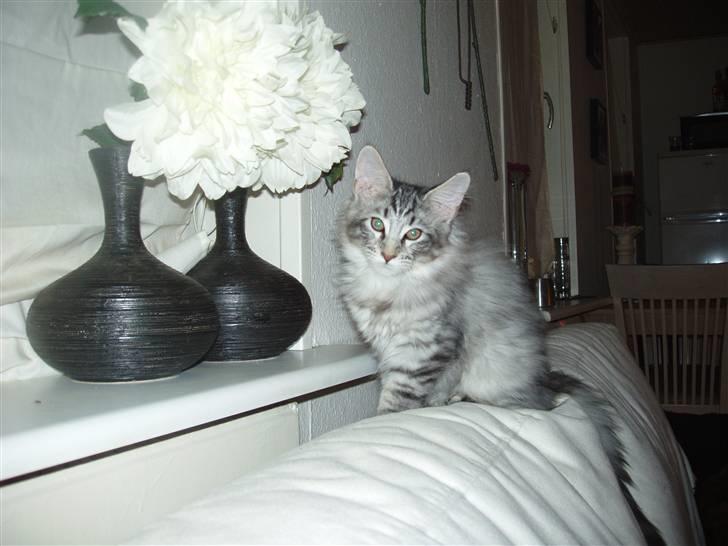 Maine Coon Silver Calypso billede 5