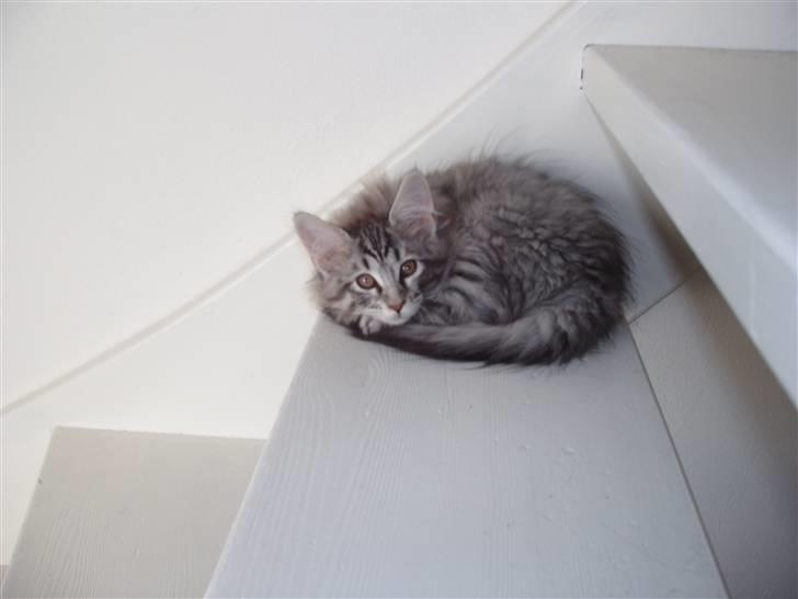 Maine Coon Silver Calypso billede 6