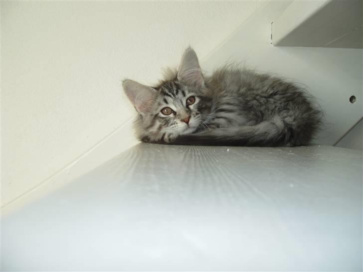 Maine Coon Silver Calypso billede 7