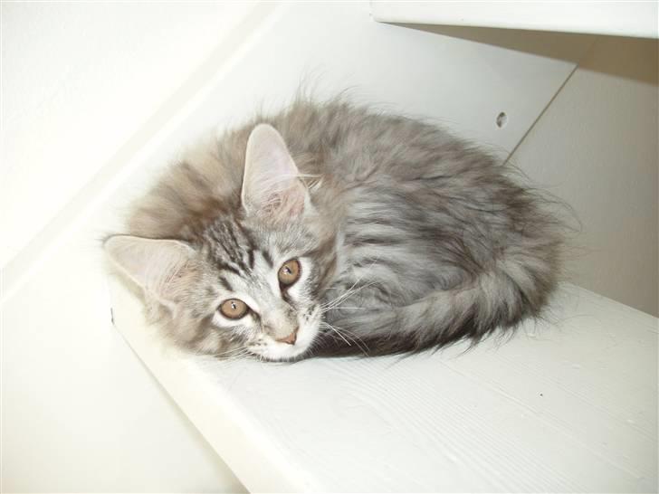 Maine Coon Silver Calypso billede 8