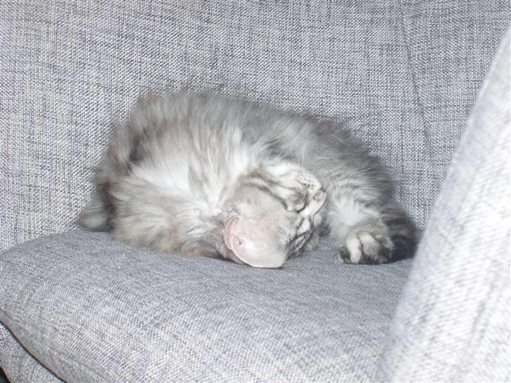 Maine Coon Silver Calypso billede 9