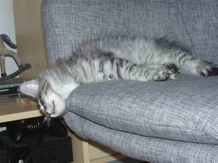 Maine Coon Silver Calypso billede 10