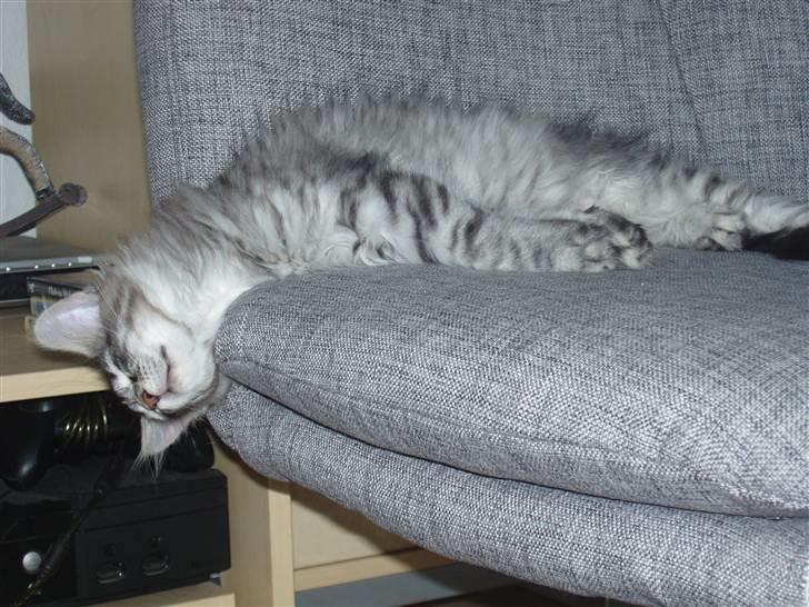 Maine Coon Silver Calypso billede 11