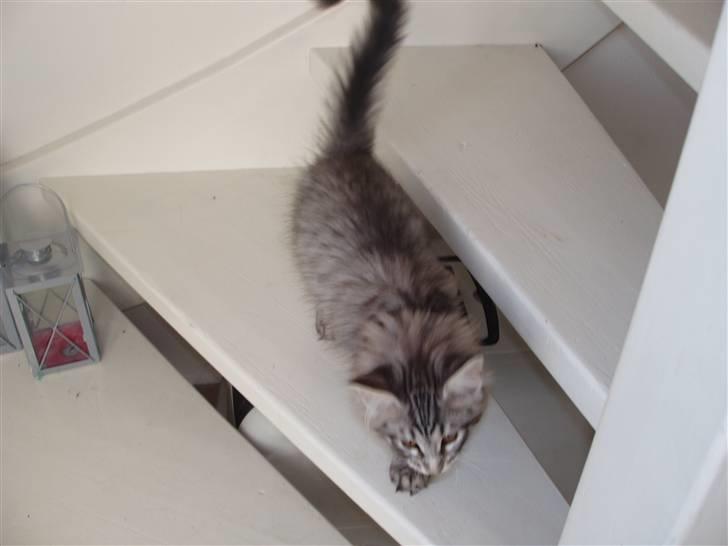 Maine Coon Silver Calypso billede 12