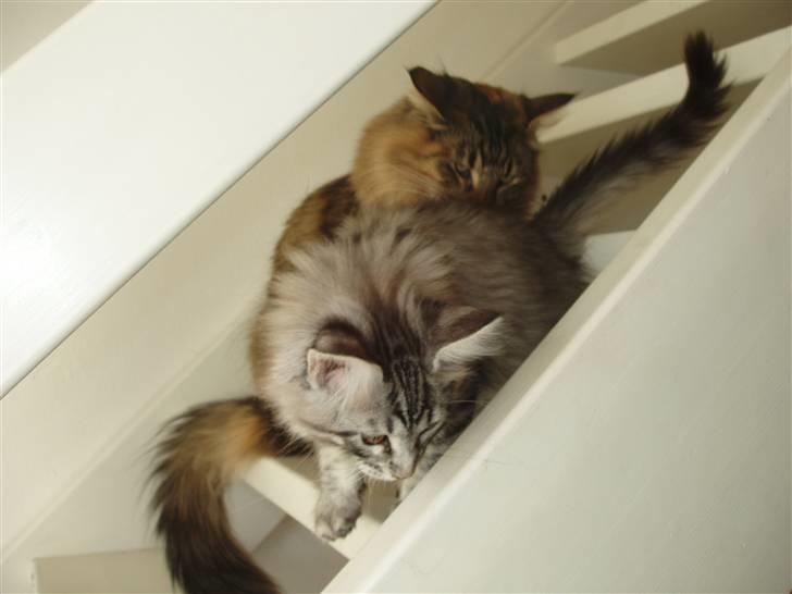 Maine Coon Silver Calypso billede 13