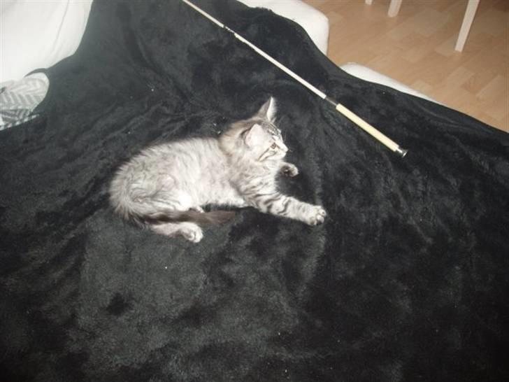 Maine Coon Silver Calypso billede 15