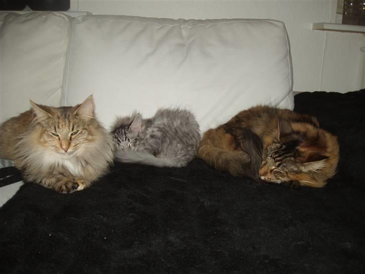 Maine Coon Silver Calypso billede 16