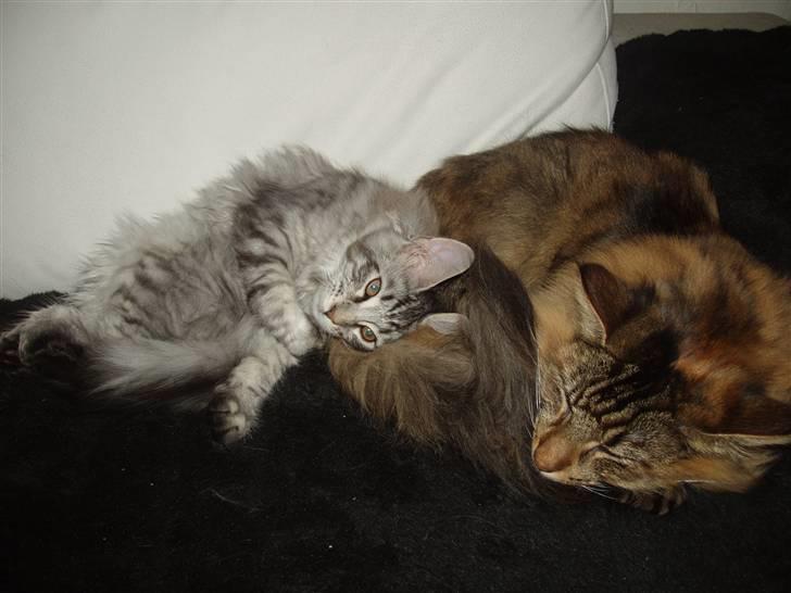 Maine Coon Silver Calypso billede 17