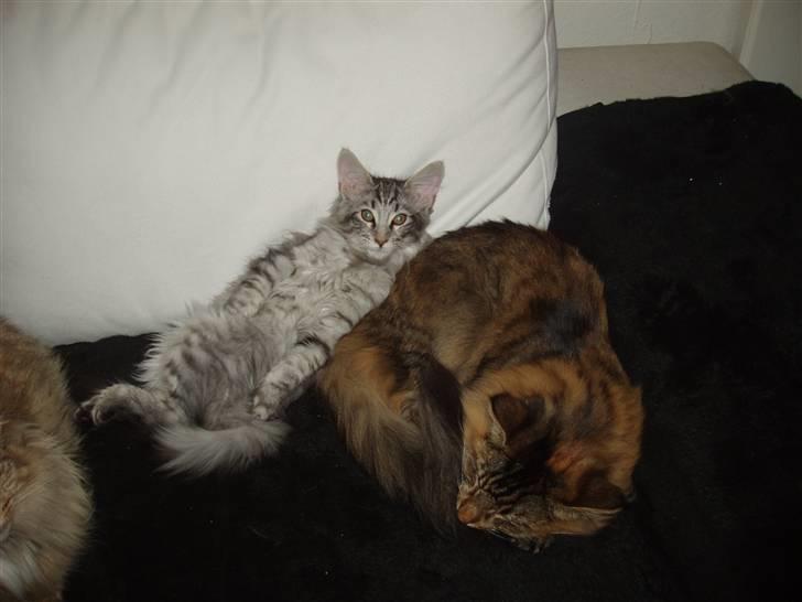 Maine Coon Silver Calypso billede 18