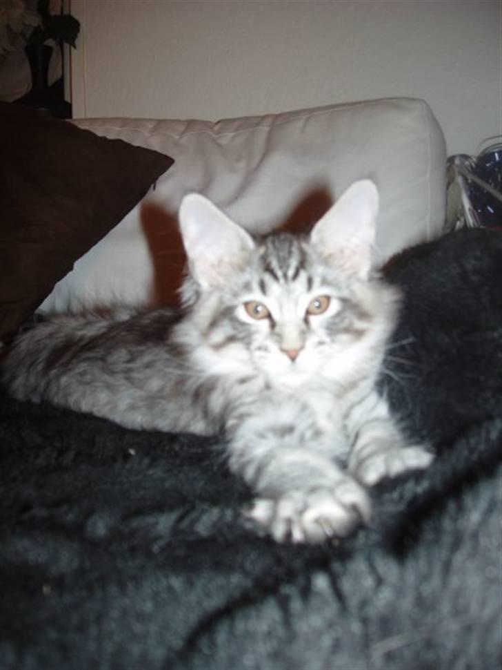 Maine Coon Silver Calypso billede 19