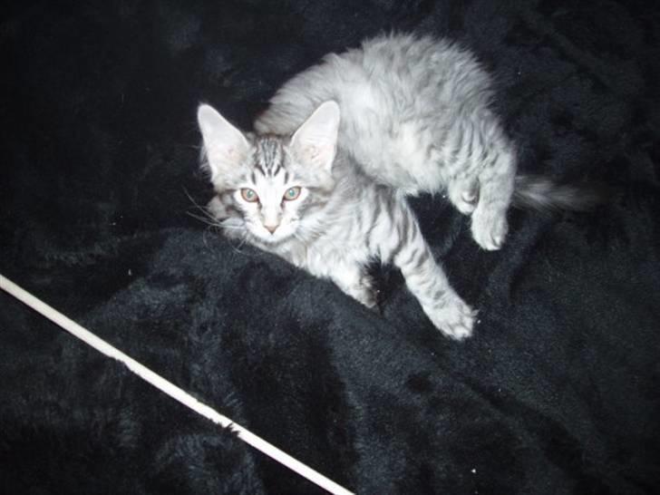 Maine Coon Silver Calypso billede 20