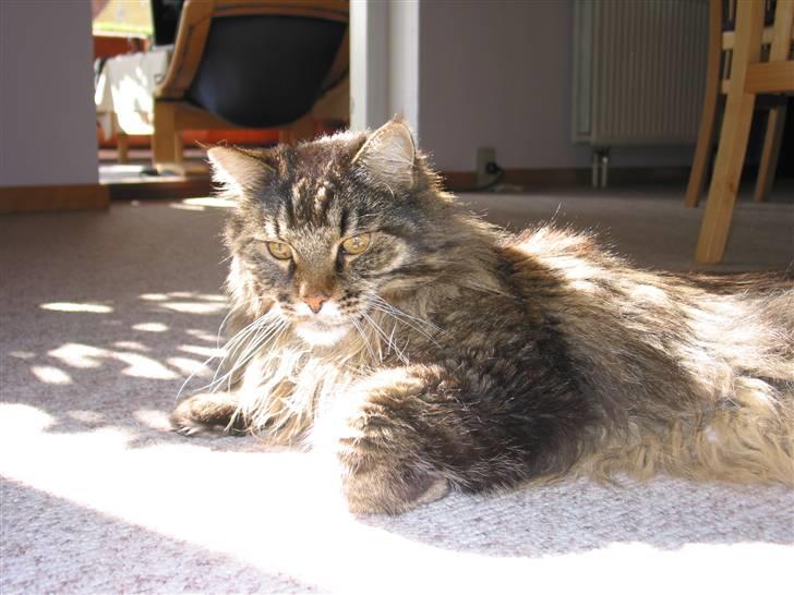 Maine Coon Mikkel - R.I.P 1995-08 billede 11