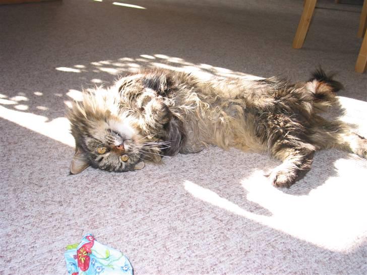 Maine Coon Mikkel - R.I.P 1995-08 billede 12