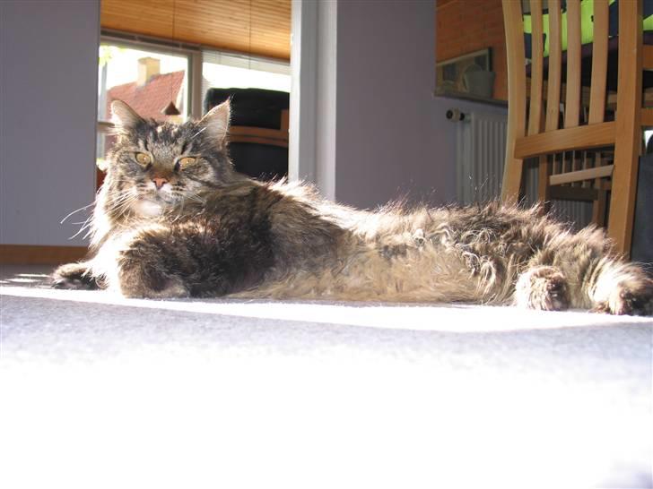 Maine Coon Mikkel - R.I.P 1995-08 billede 13