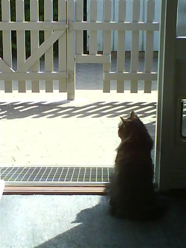 Maine Coon Mikkel - R.I.P 1995-08 billede 14