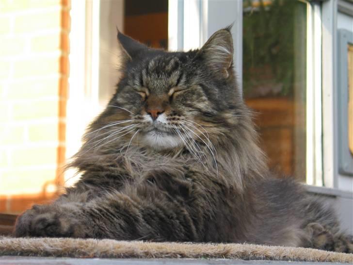 Maine Coon Mikkel - R.I.P 1995-08 billede 15