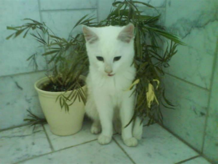 Blanding af racer Snebold - Velkommen til Snebold´s Profil:) Han sidder på badeværlset<3 billede 1