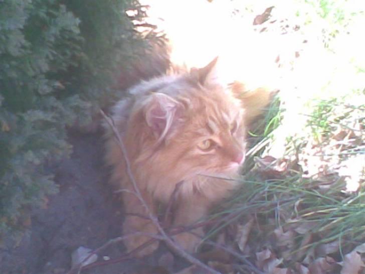 Huskat Frantz Ferdinan  - Frantz nyder solen <3 billede 2